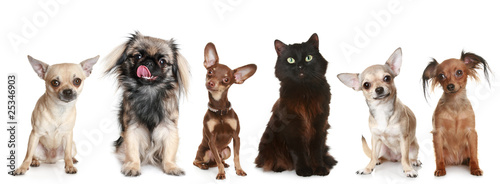 Group of small dogs and a cat