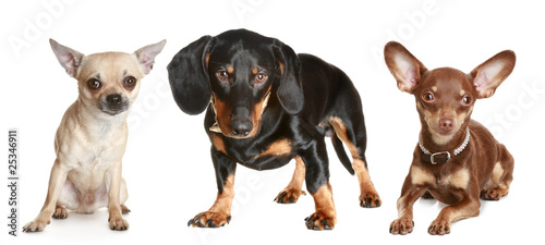 Fototapeta Naklejka Na Ścianę i Meble -  dachshund, chihuahua, toy terrier