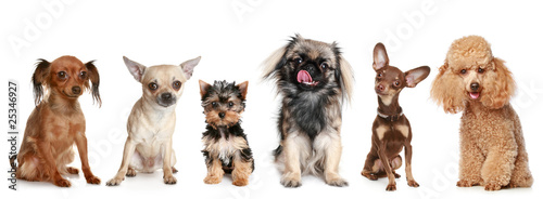 Canvas Print Group of young dogs