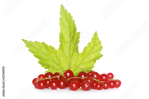 Red currant with green sheet