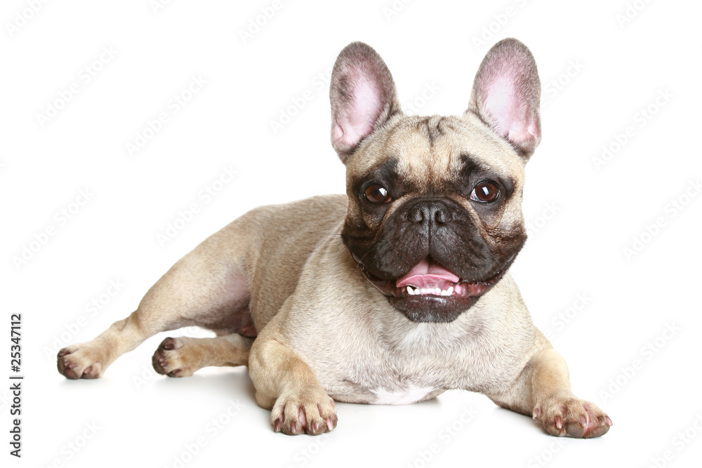 Fototapeta premium French bulldog