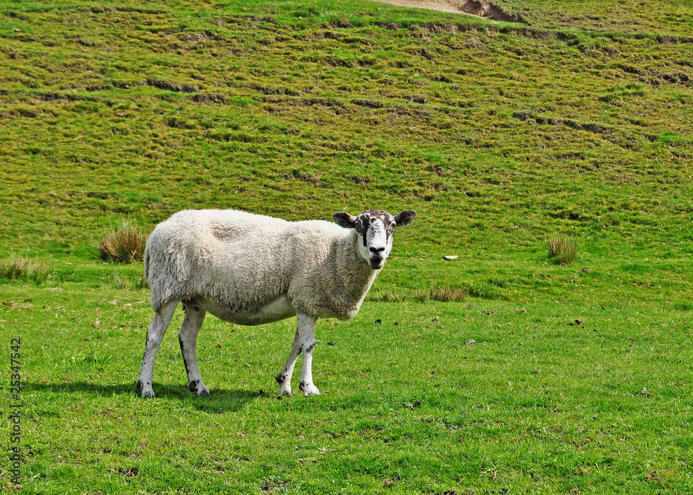 inquisitive looking sheep in a field looking at the camera inquisitive looking sheep in a field looking at the camera
