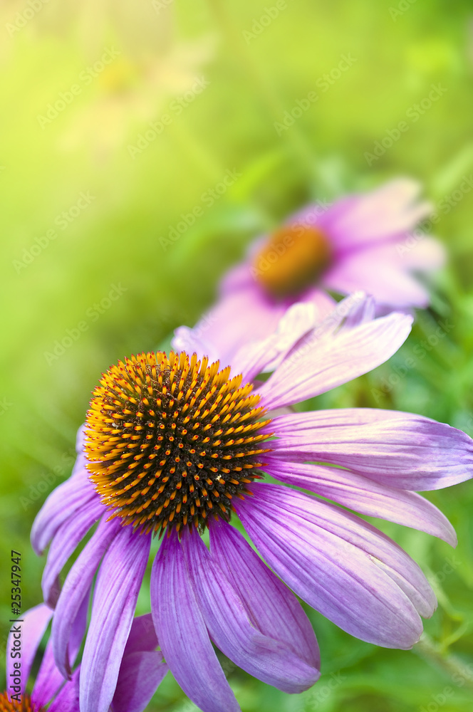 Echinacea Echinacea