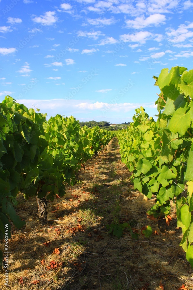 rang de vignes