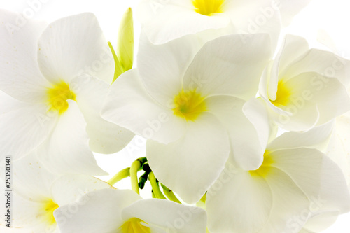 Fototapeta Naklejka Na Ścianę i Meble -  fleurs blanches de frangipanier