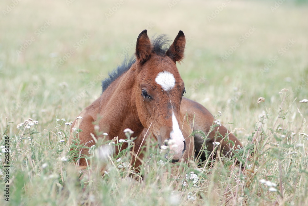 Quater Horse Fohlen