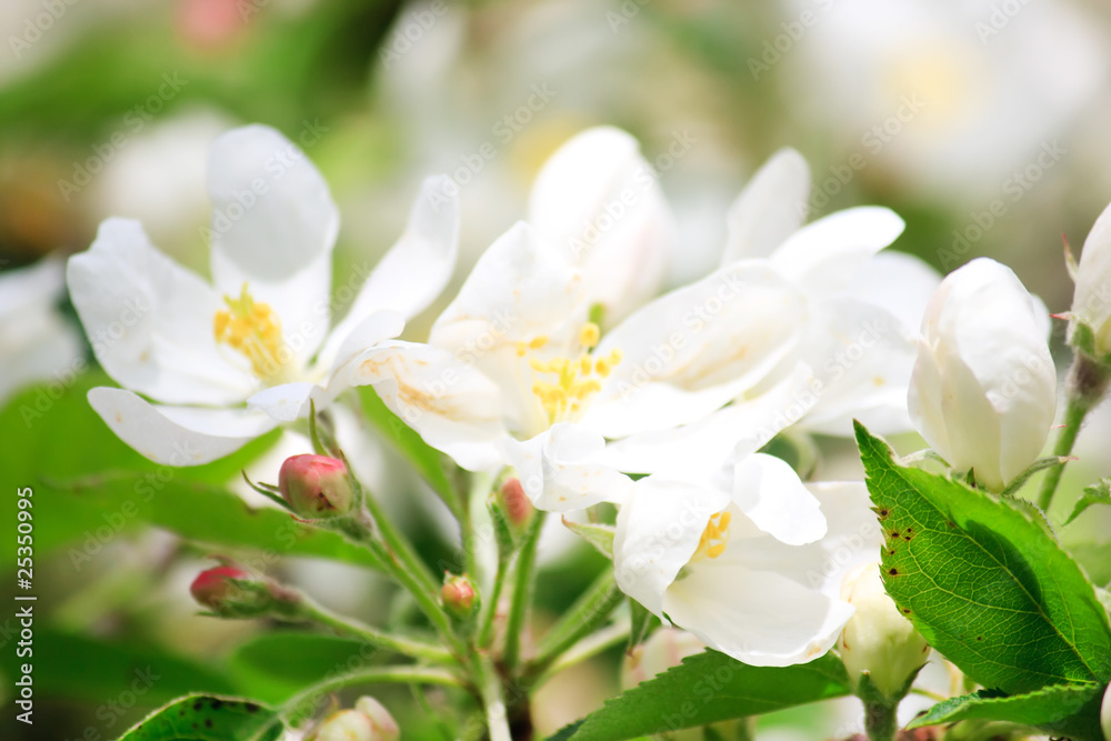 Obraz premium apple flowers