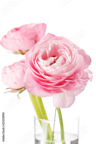 Wallpaper Mural pink Ranunculus Torontodigital.ca