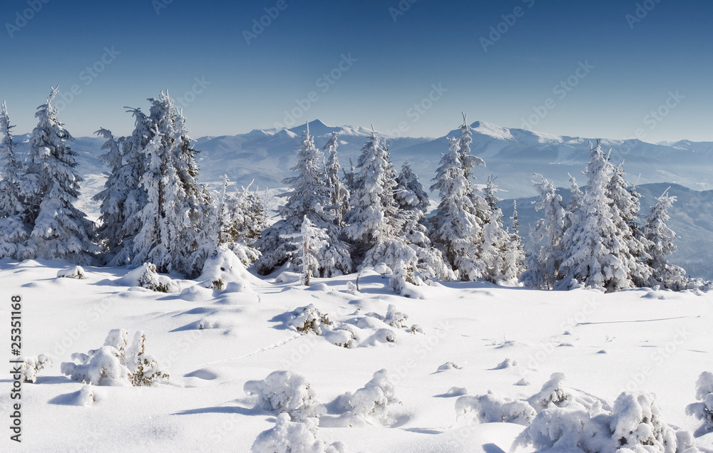 Fototapeta premium Winter trees