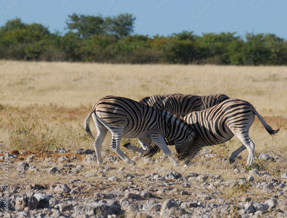 Obraz premium Kämpfende Zebras