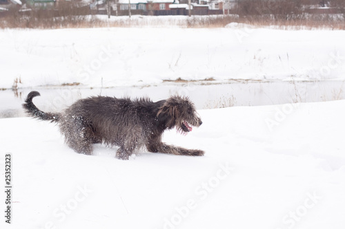 Irish wolfhound