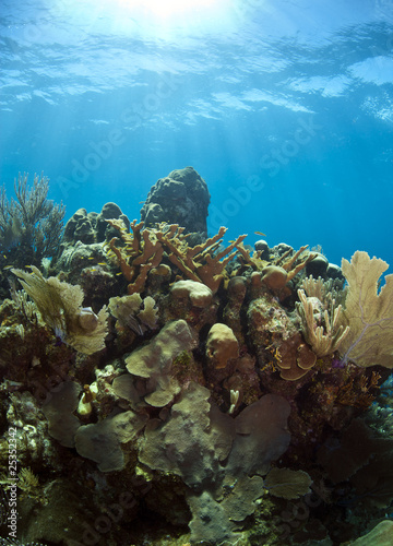 Underwater coral reef elkhorn coral