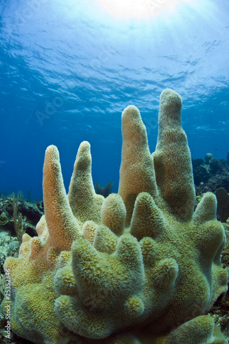 Underwater coral reef pillar coral