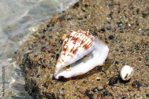 Conchiglia sullo scoglio photo