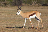 Springbok Ram