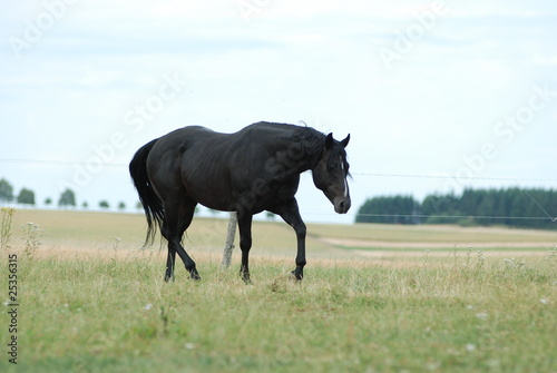 Quarter Horse Hengst