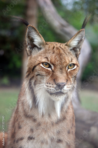 Lynx portrait