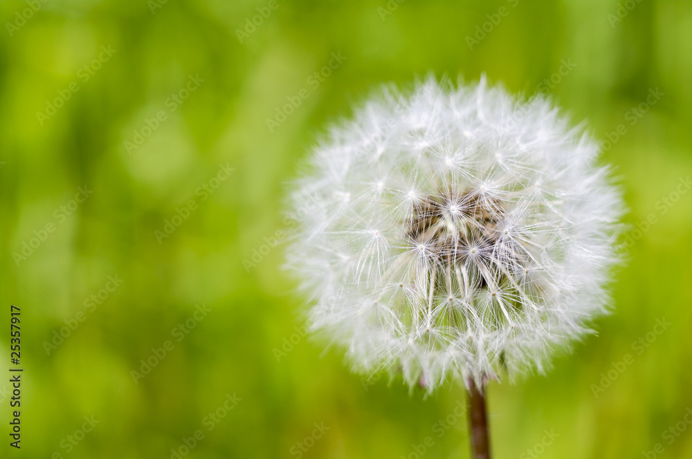 Fototapeta premium タンポポの綿毛