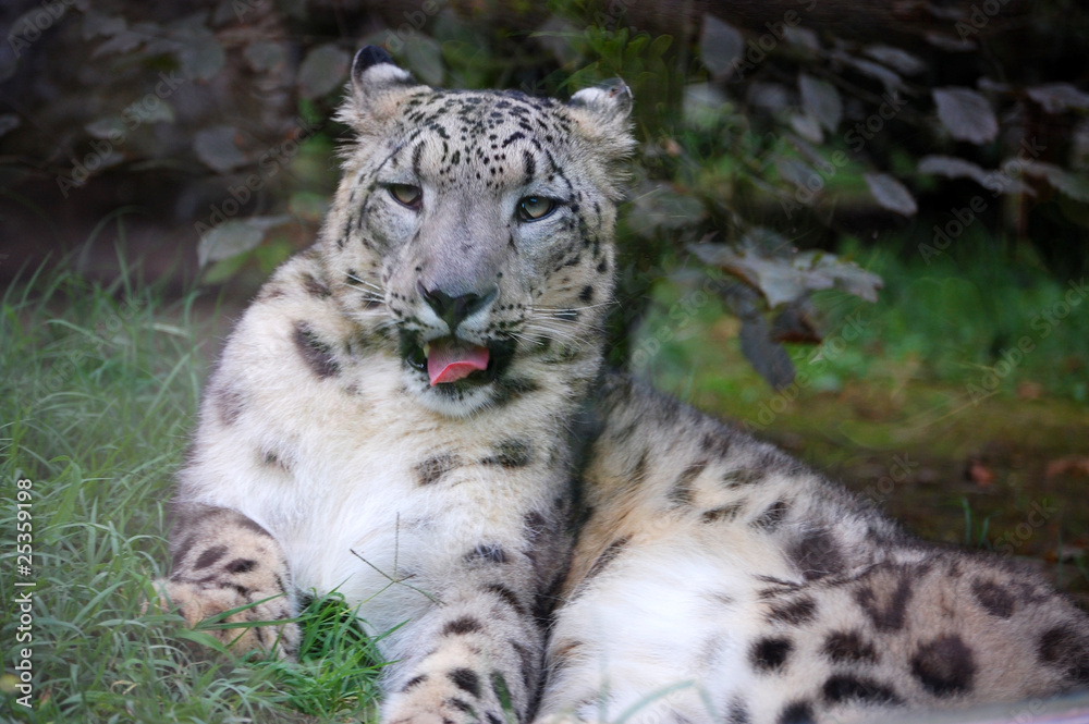 Snow leopard yawning Snow leopard yawning
