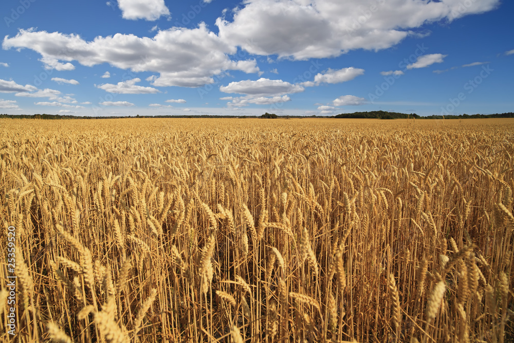 Fototapeta premium Field of ripe wheat.