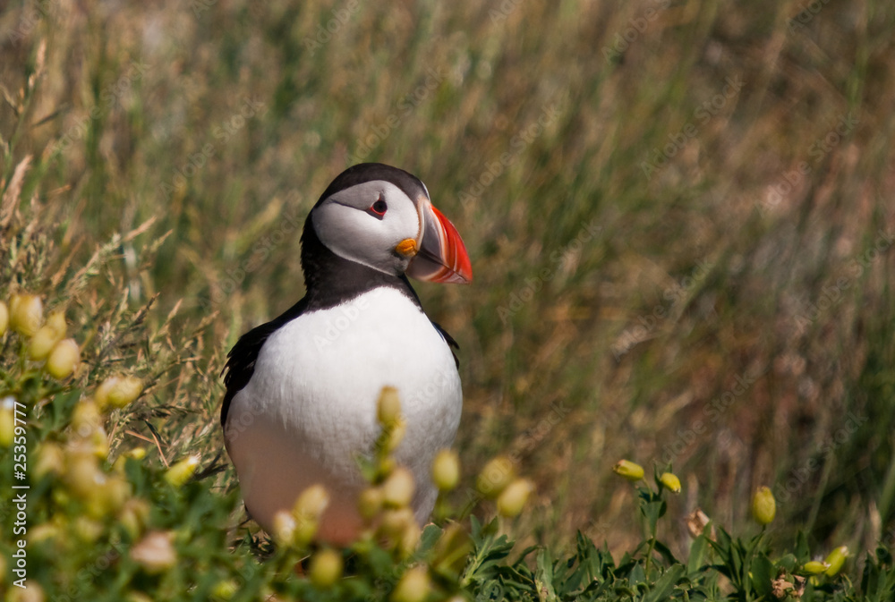 Naklejka premium Puffin among the flowers