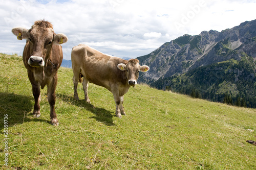 Kühe auf der Alm © hfox