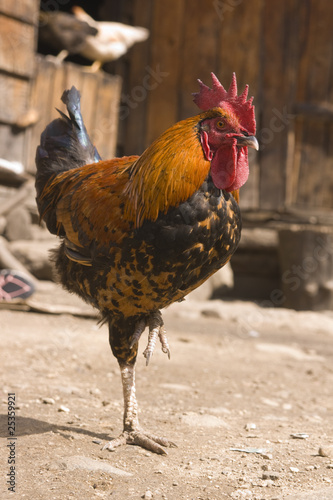 Balancing Rooster