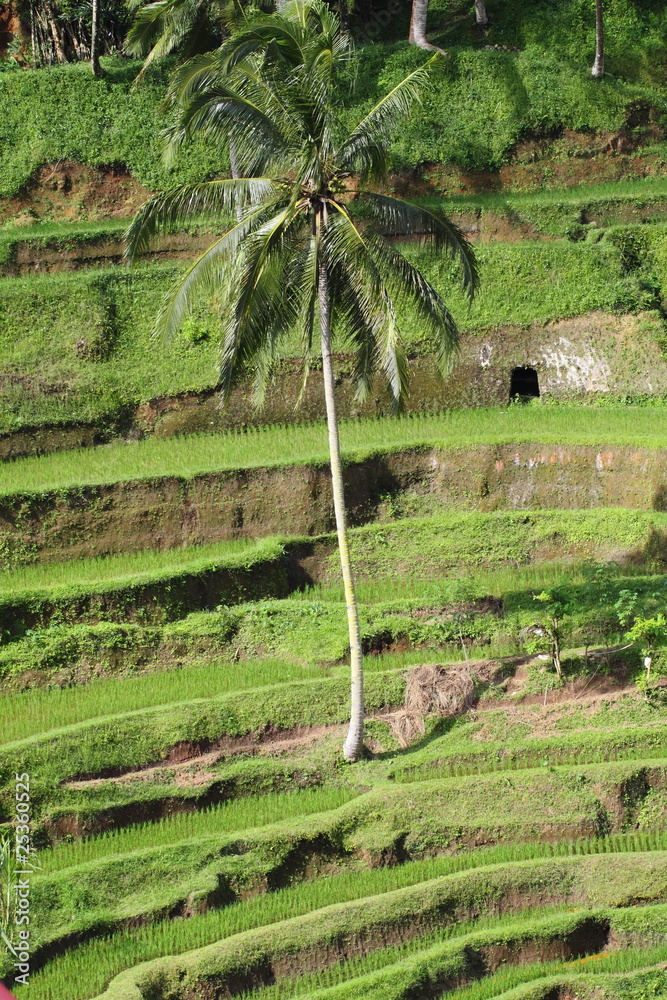 Bali rice fields, Indonesia
