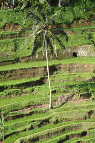 Bali rice fields, Indonesia