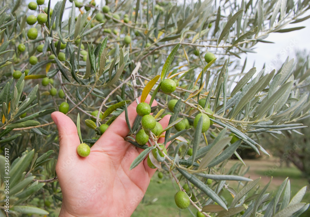 olive appena colte olive appena colte