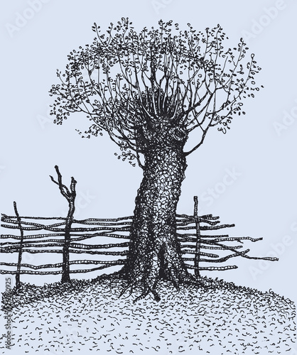 Old tree near the fence
