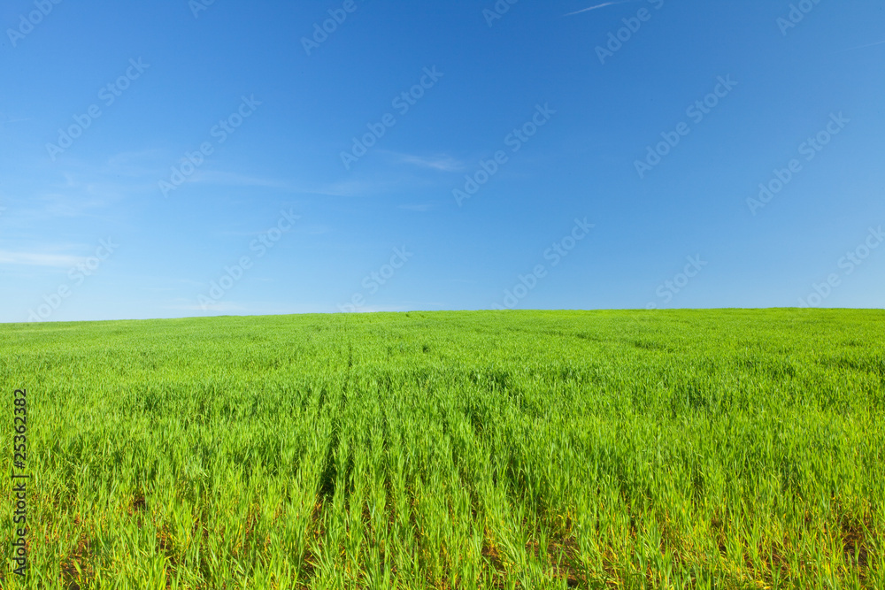 Fototapeta premium Green Grass and Blue Sky