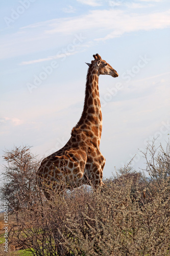 Giraffe  Giraffa camelopardalis 