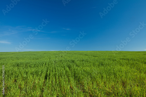 Green Grass and Blue Sky