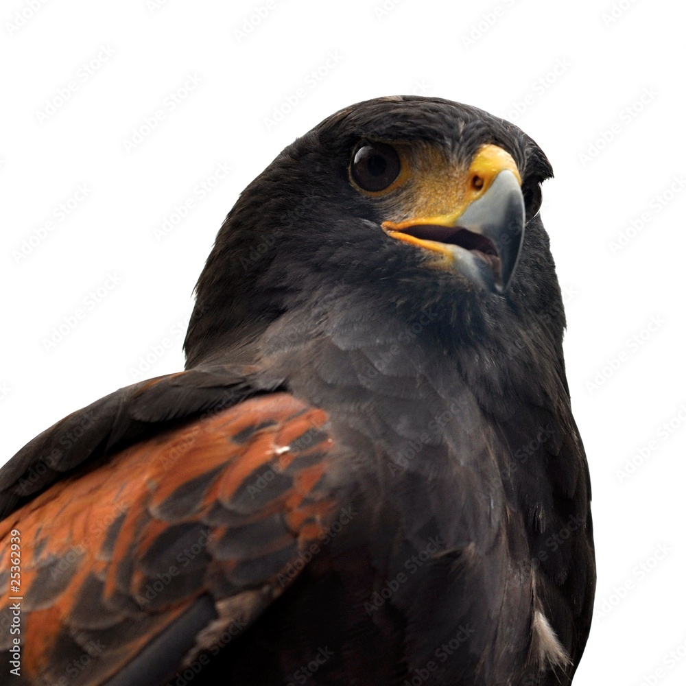 Fototapeta premium aigle isolé