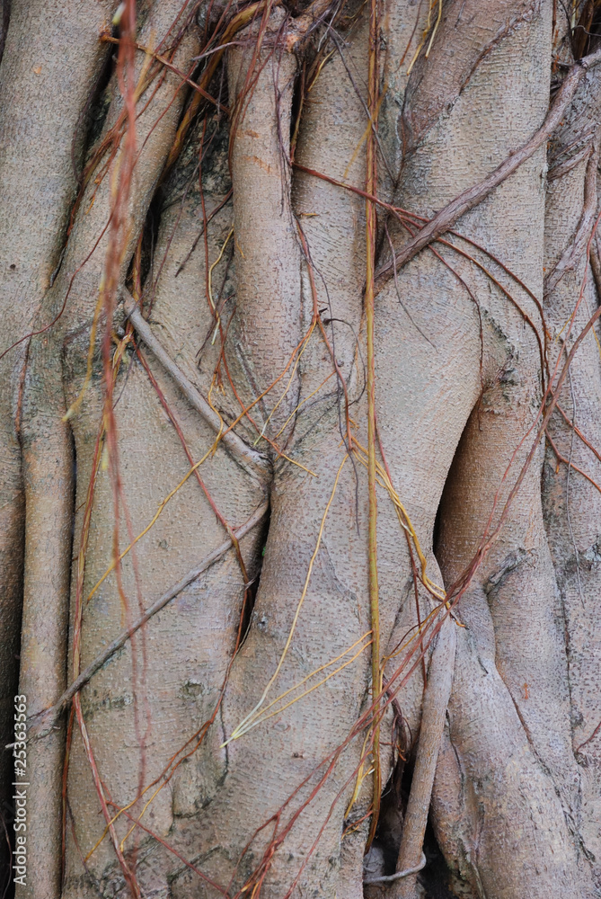 Close up for the trunk of banyan tree Close up for the trunk of banyan tree