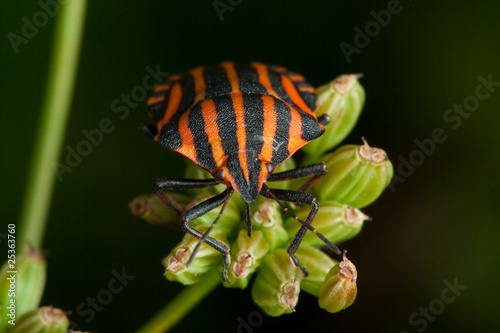 black orange striped bug