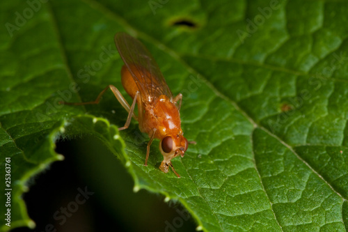 Orange fly on green leaf