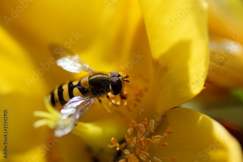 A Hoverfly on a yellow flower with a shallow depth of field