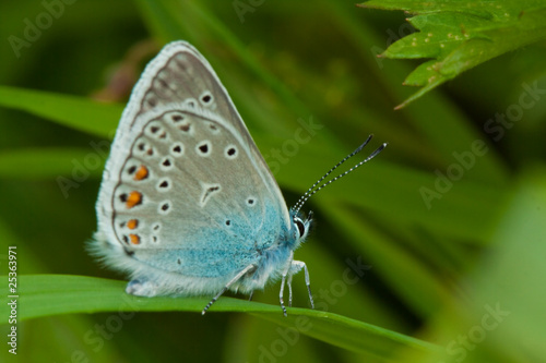 Amanda's Blue butterfly