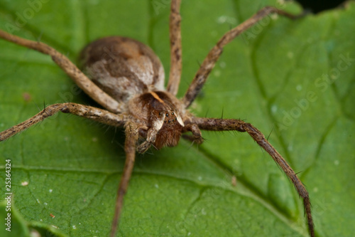 Spider in nature