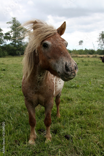 Shetlandpony