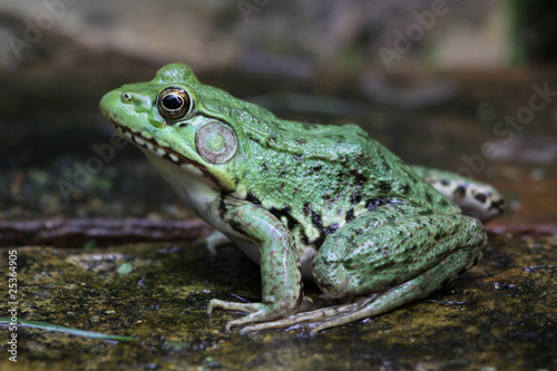 Bright Green Bullfrog