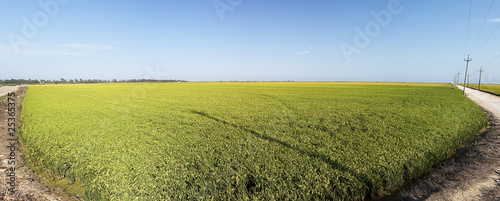 panoramica arrozal