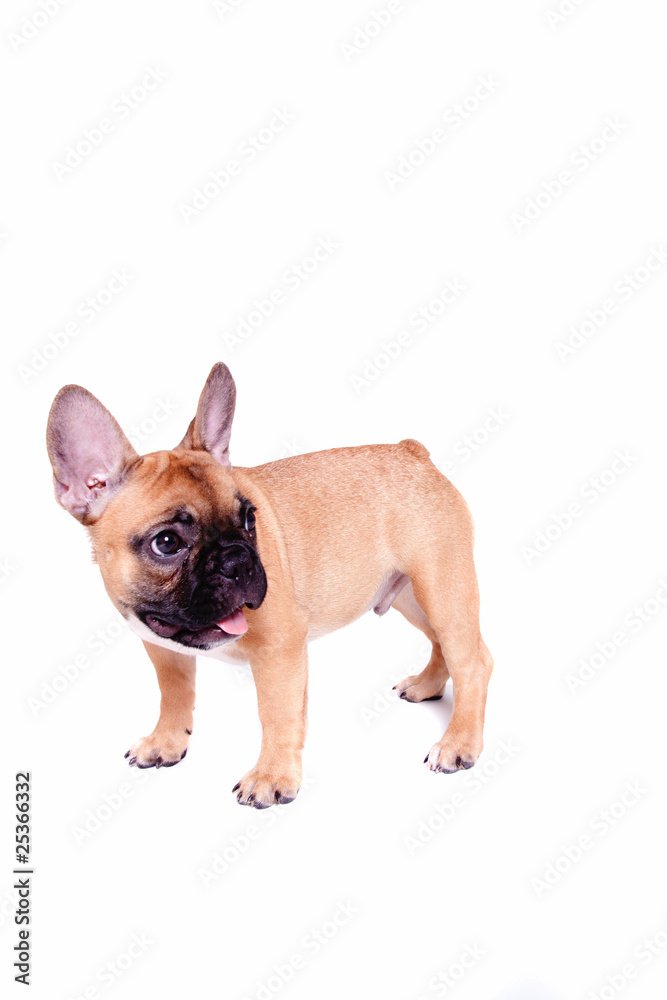 Little french bulldog puppy