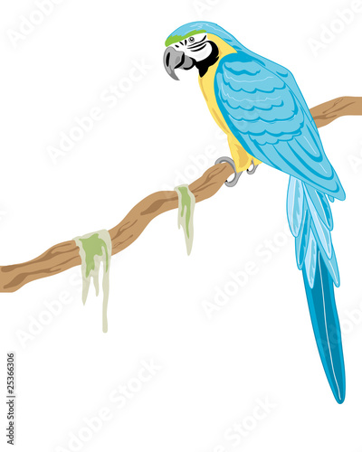 gold and blue macaw