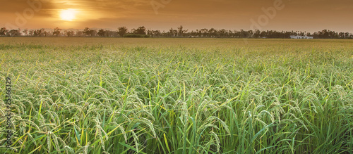 arrozales puesta de sol