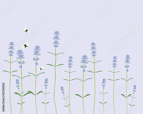 lavender