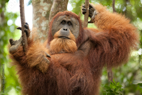 wild orangutan photo