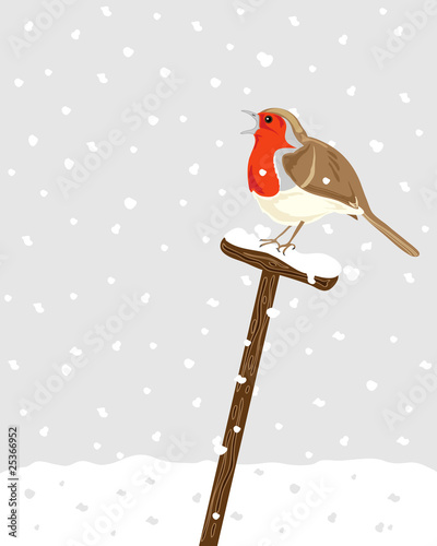 robin